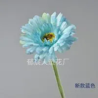 гербера голубая