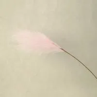 Пампасная трава опт 10 штук светло-розовая