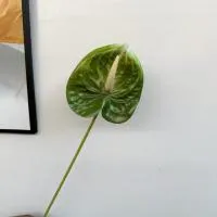 антуриум темно-зеленый