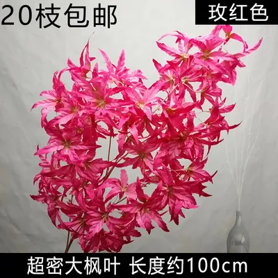 клен мини фуксия