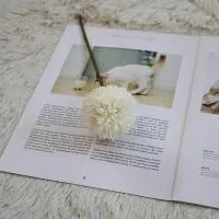 одуванчик белый