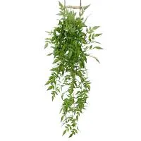 рускус ампельный  светло-зеленый