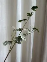 черепаший лист зеленый