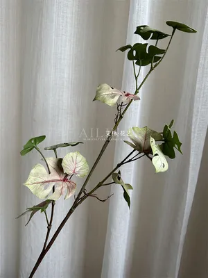 черепаший лист розовинка