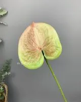 антуриум салатово-розовый