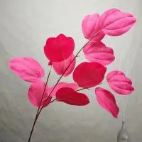 хоста фуксия