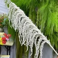 амарант пластик белый стиль2