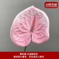 антуриум розовый