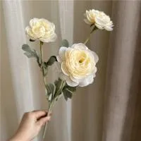 премиум ранункулюс шампань