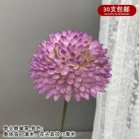 лук сотовый фиолетовый