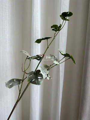 черепаший лист зеленый