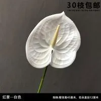 антуриум белый