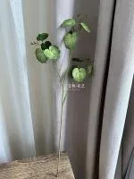 премиум ветка бегонии зеленый