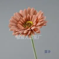 гербера темная пудра