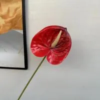 антуриум красный