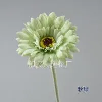 гербера светло-зеленая