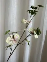 черепаший лист розовинка