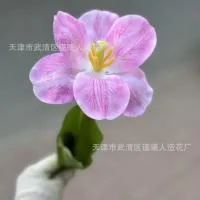 премиум открытый тюльпан 5 штук розовый