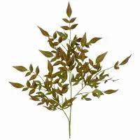 рускус  светло-коричневый