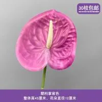 антуриум светло-фиолетовый