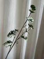 черепаший лист бело-зеленая