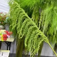 амарант пластик зеленый стиль2