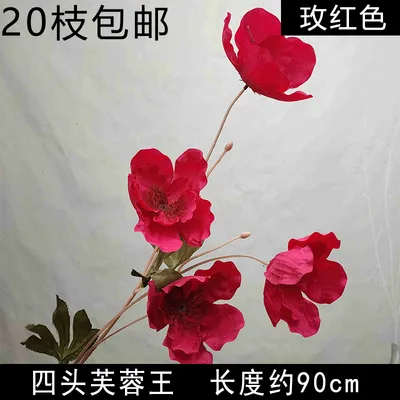 гибискус фуксия