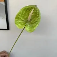 антуриум светло-зеленый