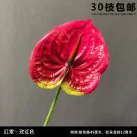 антуриум фуксия