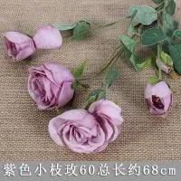 кустовый пион фиолетовый