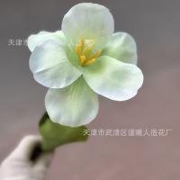 премиум открытый тюльпан 5 штук светло-зеленый