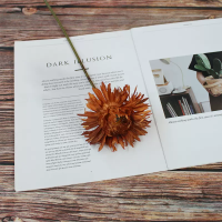 гербера одиночная коричневый