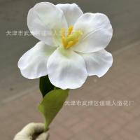 премиум открытый тюльпан 5 штук белый