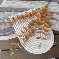 эвкалипт 5 шт оранжевый