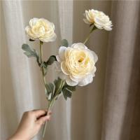 премиум ранункулюс шампань