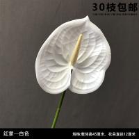 антуриум белый