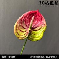 антуриум розово-салатовый