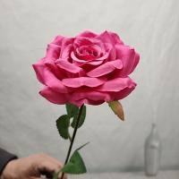 одиночная роза фуксия