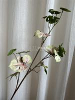 черепаший лист розовинка