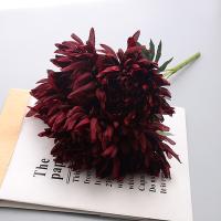 букет огромных хризантем 5 голов бордовый