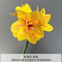 амариллис 10 штук желтый