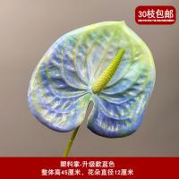 антуриум зелено-голубой