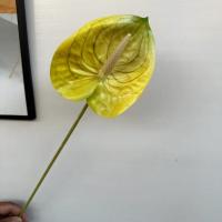 антуриум желто-зеленый