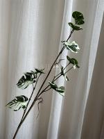 черепаший лист бело-зеленая