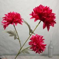 хризантема трехголовая фуксия