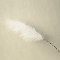 Пампасная трава опт 10 штук белая