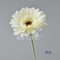 гербера белая