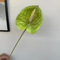 антуриум светло-зеленый