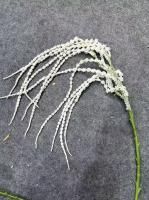 амарант пластик белый