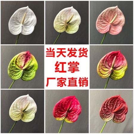 антуриум бело-зеленый